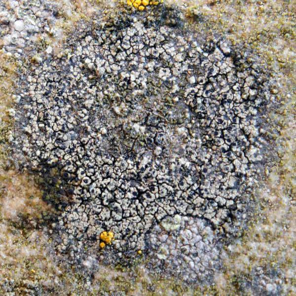 Buellia ocellata is frequently found, often on smooth sandstones and granite.