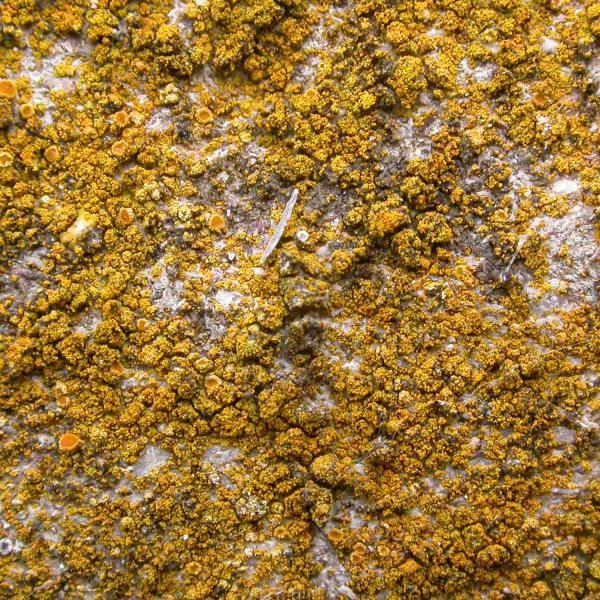 Caloplaca austrocitrina is a crustose type of lichen usually found on basic sandstone.