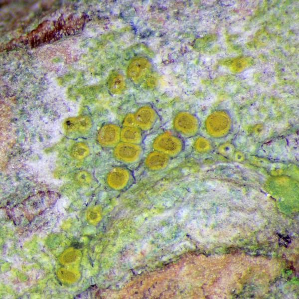 Caloplaca cerinella was found in the cemetery on the twig of an Elm.