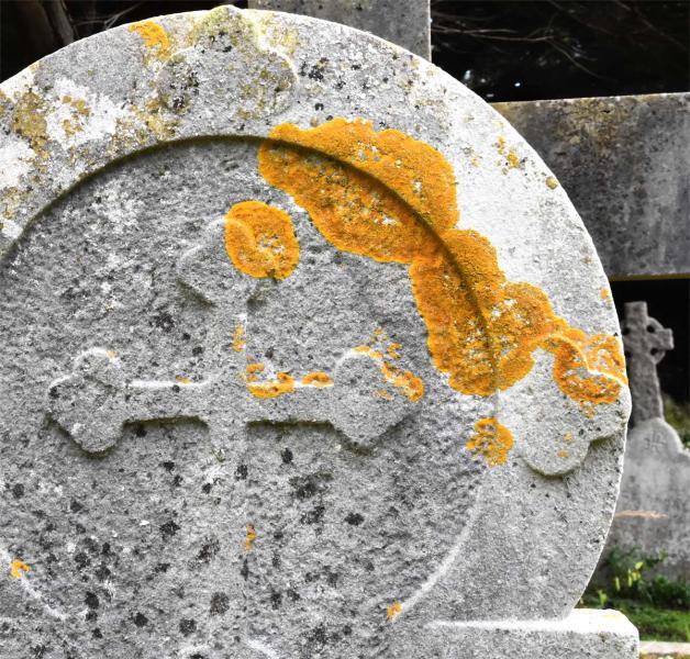 Caloplaca flavescens is a crustose lichen that is very common, especially on headstones.