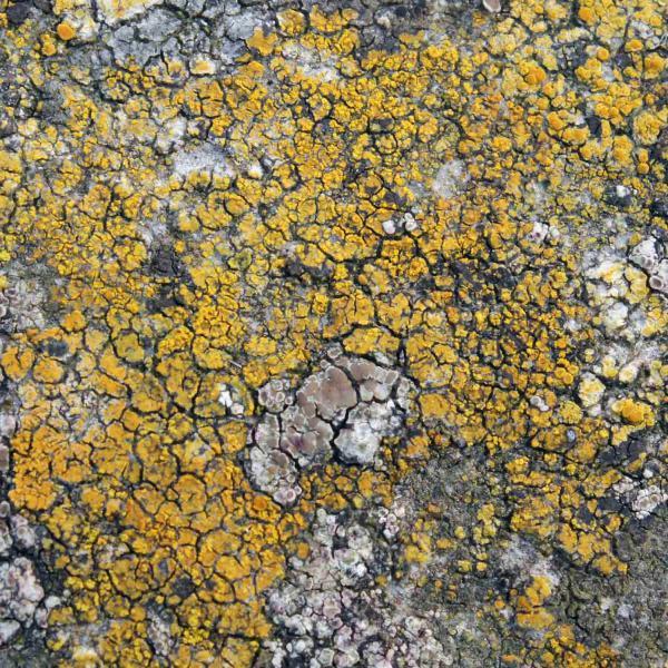 Caloplaca flavocitrina is a lichen that is widely distributed, and is found on stone, concrete and brick.