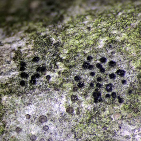 Catillaria nigroclavatais a crustose lichen that is found on deciduous trees.