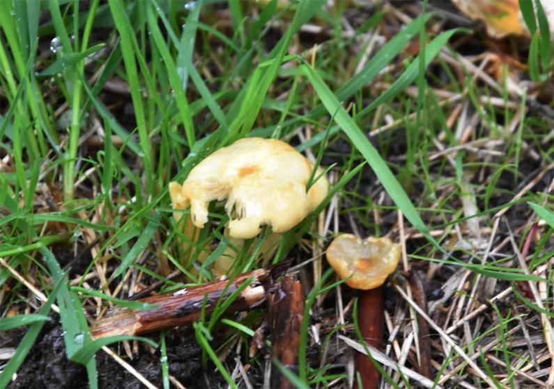 Sulphur Tuft grows in clusters on tree stumps, dead branches, and the buried roots of broad-leaved trees and conifers.