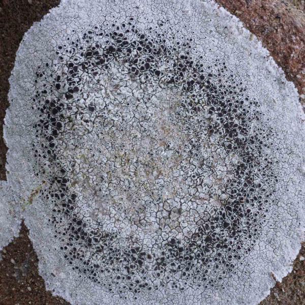 Lecanora campestris subsp. campestris is commonly found in the south of Britain on walls and headstones.