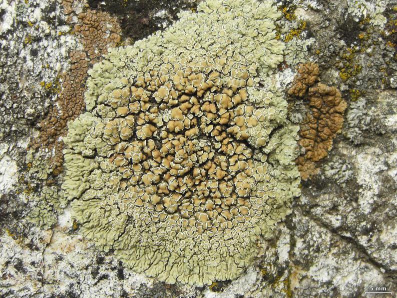 Lecanora muralis is a crustose lichen that is common in urban areas, often on roof tiles and walls.