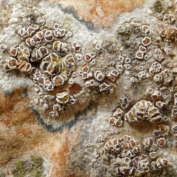 Myriolecis hagenii is a crustose lichen that is more likely to be found on bark and wood.