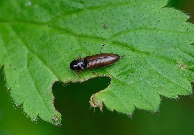 This small (6-7 millimetres)  brown click beetle has a head that is darker than its wing casings (elytra).
