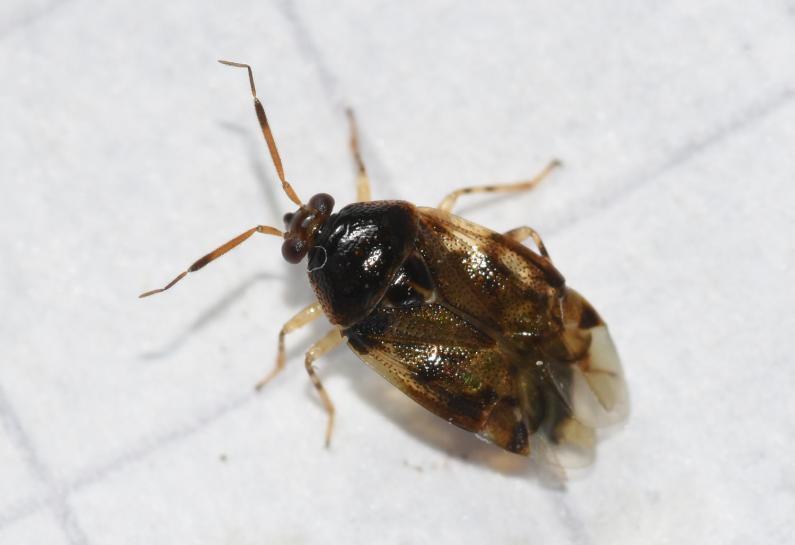 At around 4mm in length, this small capsid bug favours deciduous trees, especially Oak.