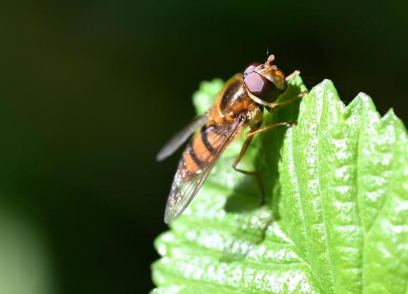This Epistrophe hoverfly was photographed in early May 2024.
