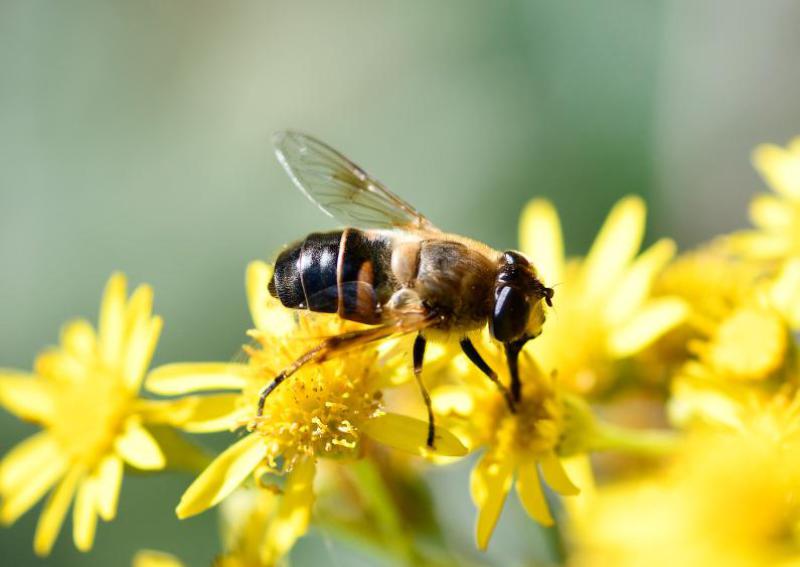 The Common Drone Fly looks like a bee and has a name that suggests that it's a fly. However, it is a hoverfly!