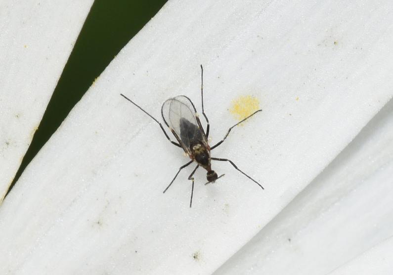 These tiny, fragile insects (no longer than 2 or 3 millimetres) feed within plant tissue.