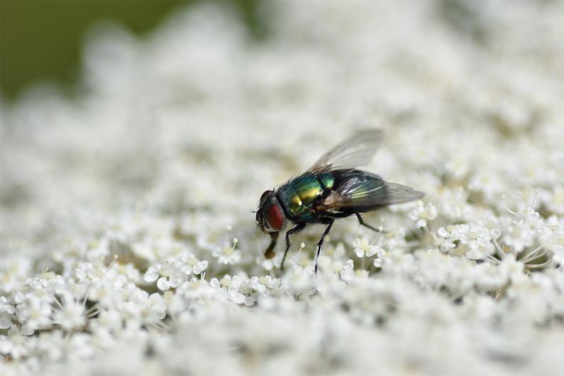 The green abdominal colour and the silvery jowls of the Greenbottle are distinctive.