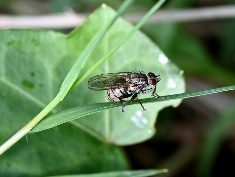 This housefly is beige or grey, although it can be variable. It has dark femora and distinctive dark spots on the abdomen.