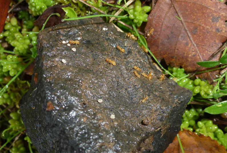 The colour of the Yellow Meadow Ant can vary from yellow to brown, with queens and males being of a darker colour.  