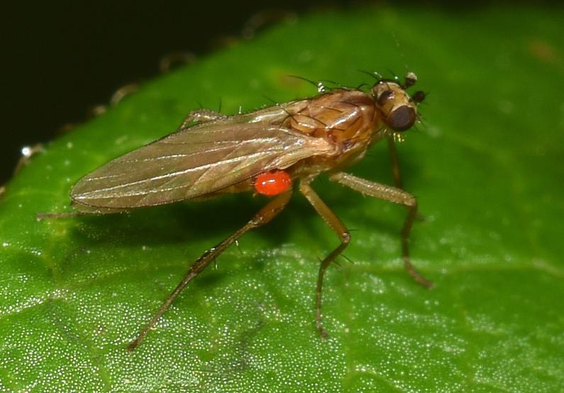 A Spear-winged fly with a small red mite attached.