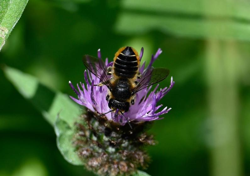 Patchwork Leafcutter Bee, female, Heene Cemetery, early July 2025.