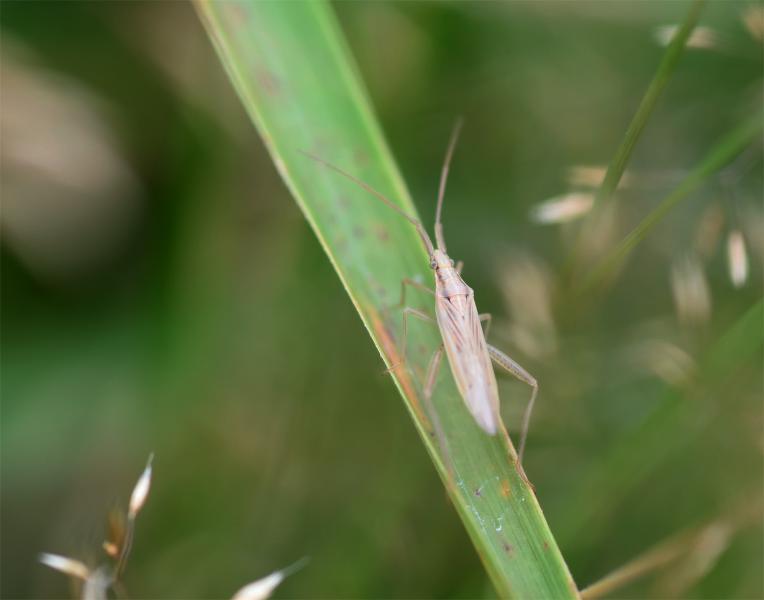 The Notostira elongata is a grass bug no longer than 8 millimetres, distinguishable from the many other members of the family by the furrow between its eyes.