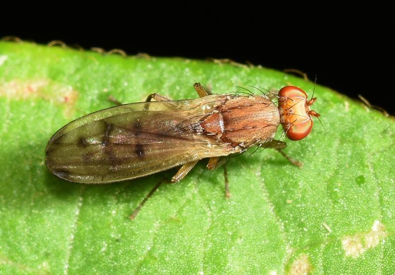 This grass fly is markedly orange with a brown abdomen. It has four dark wing markings.