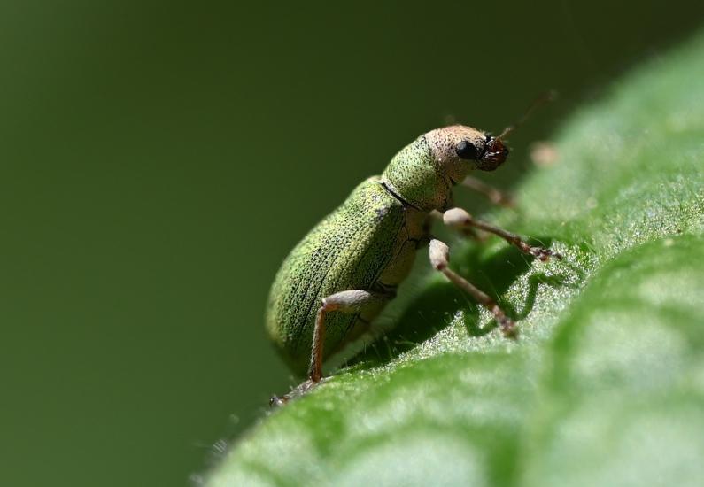 The bright green Pachyrhinus lethierryi is very small, between 3.5 and 4.5 millimetres in length.