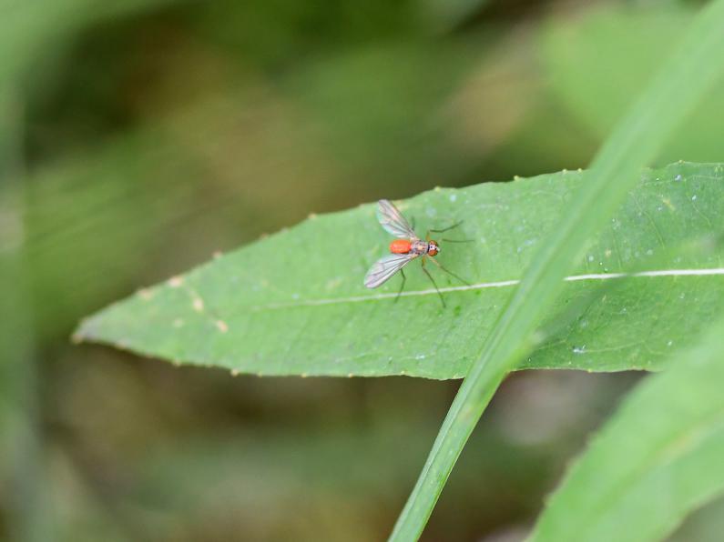 Look closely at this photograph, and you will see that the red bulge is not the insect's abdomen, but a red tick.