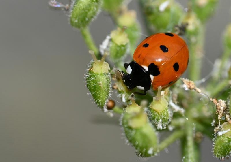 The Seven-spot Ladybird is an abundant species, with a steely blue larva.