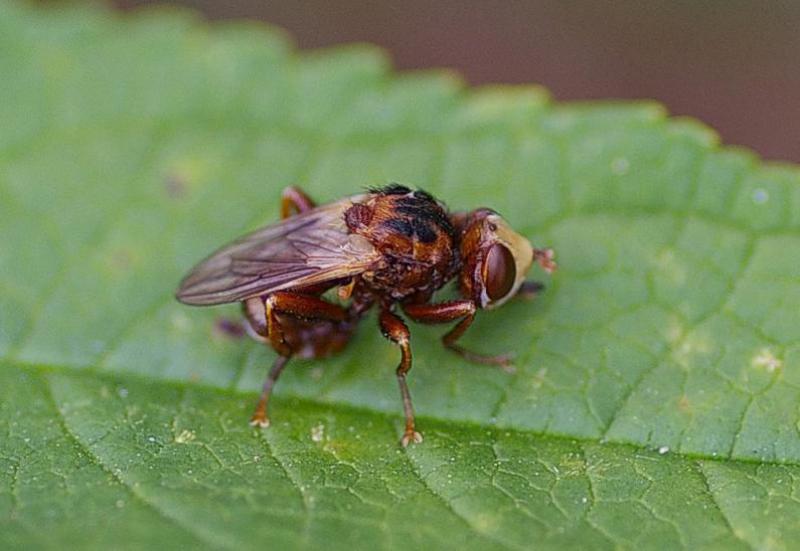 The bright yellow heads of Sicus ferrugineus are conspicuously large with red eyes. 