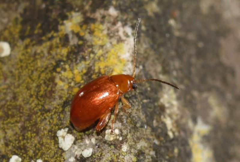 The Sphaeroderma flea beetles have two different species, both of which feed on thistles or knapweeds.
