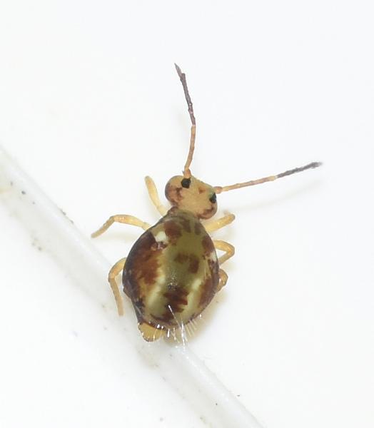 Springtail, Dicyrtomina saundersi, Heene Cemetery, November 2025.