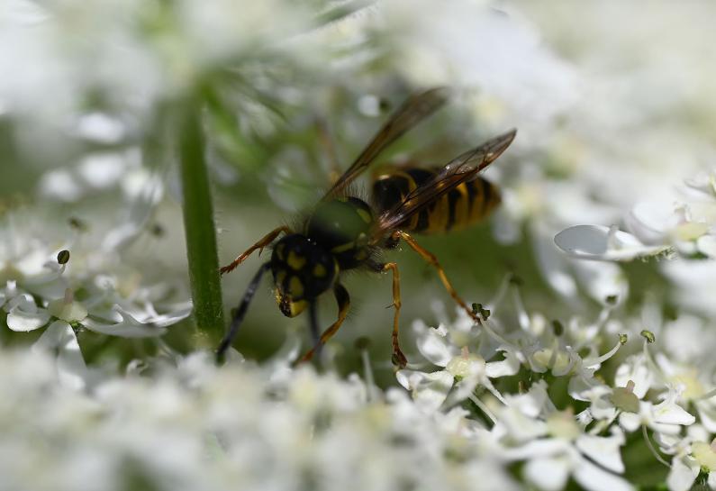 German Wasps are common throughout Britain, especially in the south.