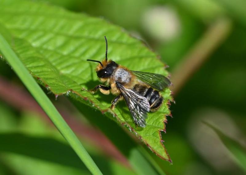 Willughby's Leafcutter Bee (a male) is the commonest leafcutter bee.