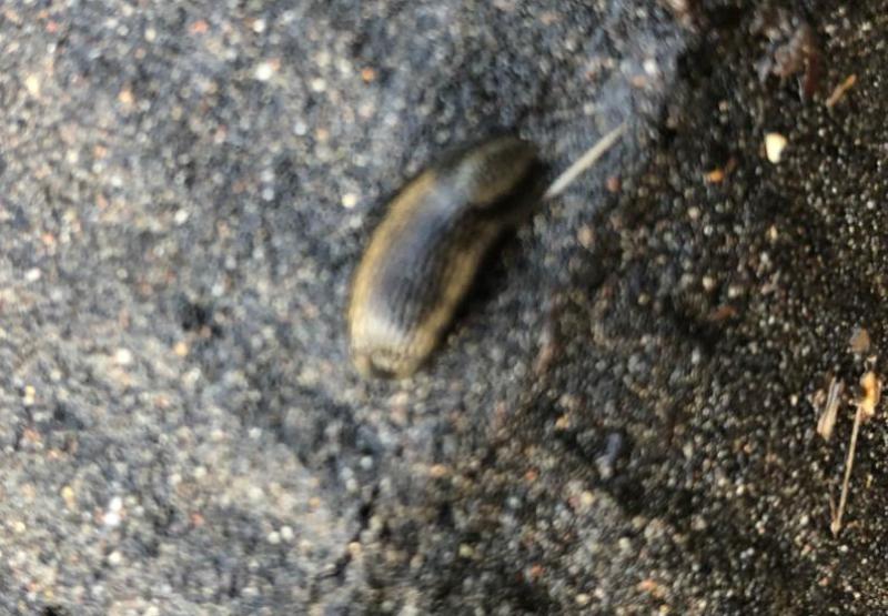 Southern Garden Slugs may be grey or brown with yellow-orange mucus, and dark lateral stripes.