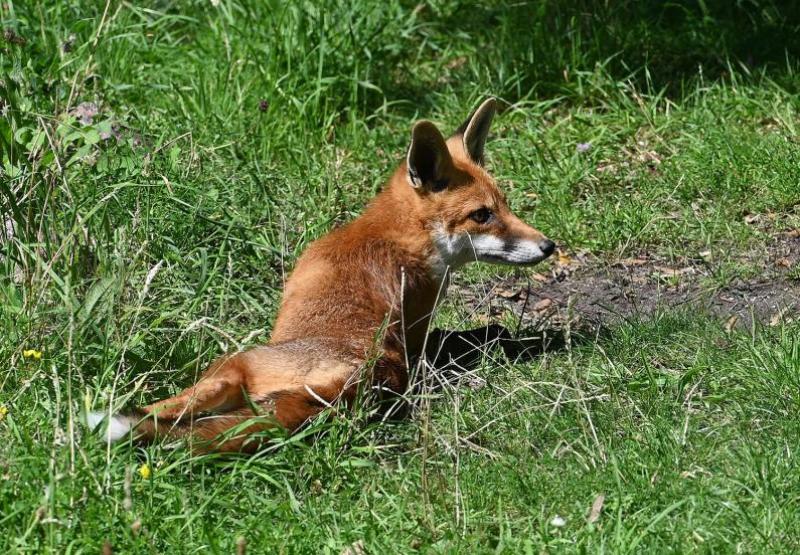 Red Foxes are principally nocturnal in the countryside, and will spend the day under cover, or in a burrow or earth.