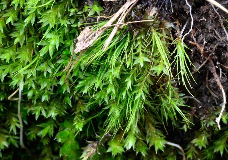 This is a small and delicate Bryum, with shoots being no longer than 1 centimetre. The diagnostic red tubers are merely a quarter of a millimetre in diameter, and will be obvious when viewed through a magnifying lens.