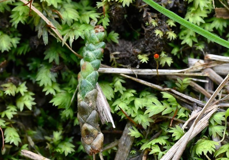 This is the commonest Fissidens species with leaves that are bordered by long, narrow cells.