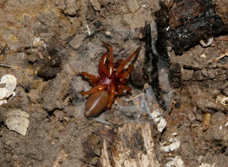 The Woodlouse-eating Spider is a swift predator with large jaw pincers with which to catch its only prey, woodlice.