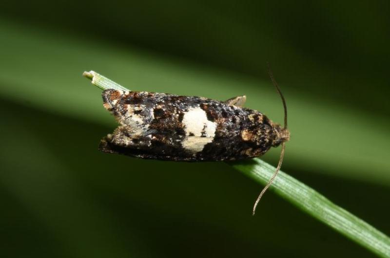 The larvae of Knapweed Bell moths feed on the stems and roots of Common Knapweed.