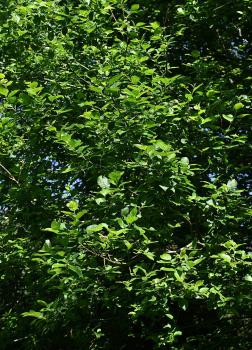 Pollarding, the severe pruning at the crown, can promote new growth and extends the life of the willows.