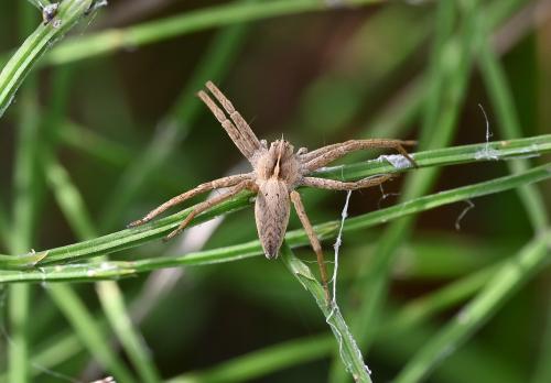 This spider has varied appearance and colouration.