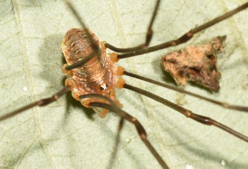 Female Opilio canestrinii, August 2024.