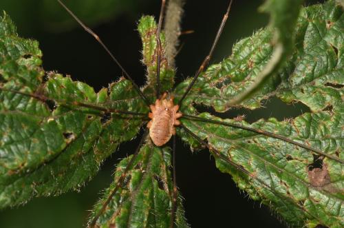 The Opilio canestrinii harvestman is one of about 25 species of harvestman arachnids on the UK list.