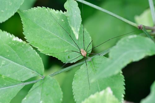 These arachnids have very long legs, detecting prey better than their relatively dim eyesight can manage.