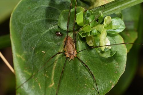 Female Opilio canestrinii, September 2024.