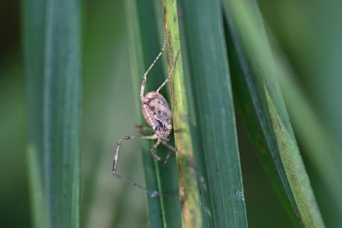 Opilio saxatilis, September 2024.