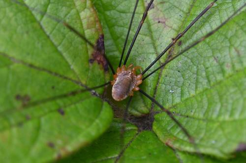 The <em>Opilio canestrinii</em> harvestman is one of about 25 species of harvestman arachnids on the UK list.