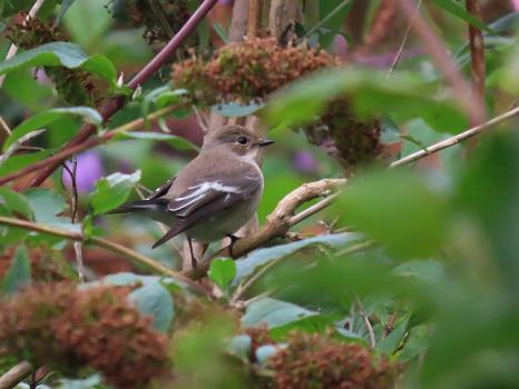 The Pied Flycatcher is a striking bird in its breeding phase with brighter and darker-coloured plumage than at other times.