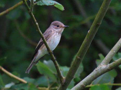 Spotted Flycatchers have grey-brown upper parts and a paler, off-white breast. Their breasts and foreheads are streaked - or <em>striated</em>.
