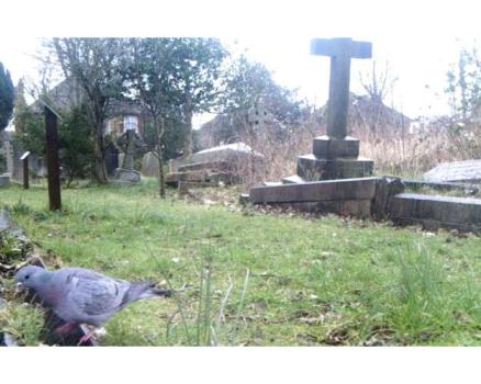 The Stock Dove has a generally blue-grey appearance, often with an iridescent bottle-green rear to its neck.