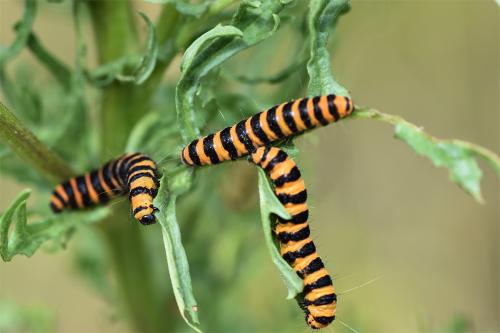 The orange/yellow and black striped caterpillars of the Cinnabar Moth regularly feed on ragwort.