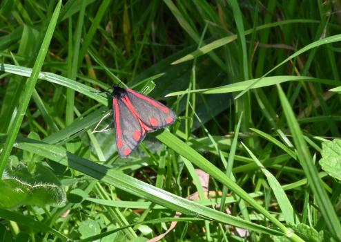 Cinnabar Moths with their grey wings with red spots and edges are unmistakeable.