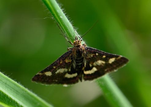Common Purple and Gold, Heene Cemetery, 3rd May 2025.